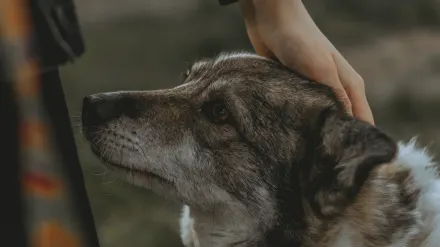 Dog owner gentle interaction home