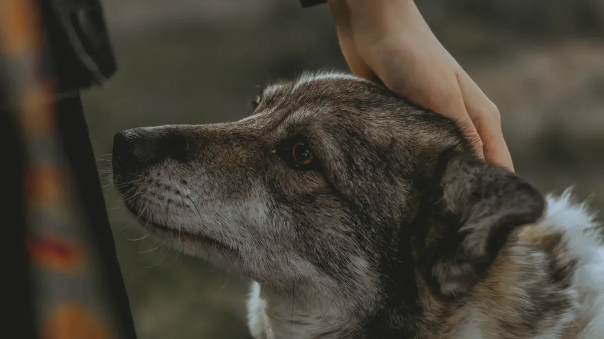 Dog owner gentle interaction home