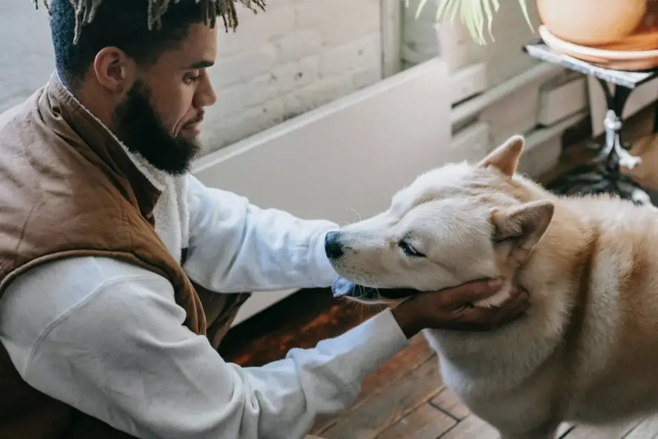 Dog owner gentle interaction home