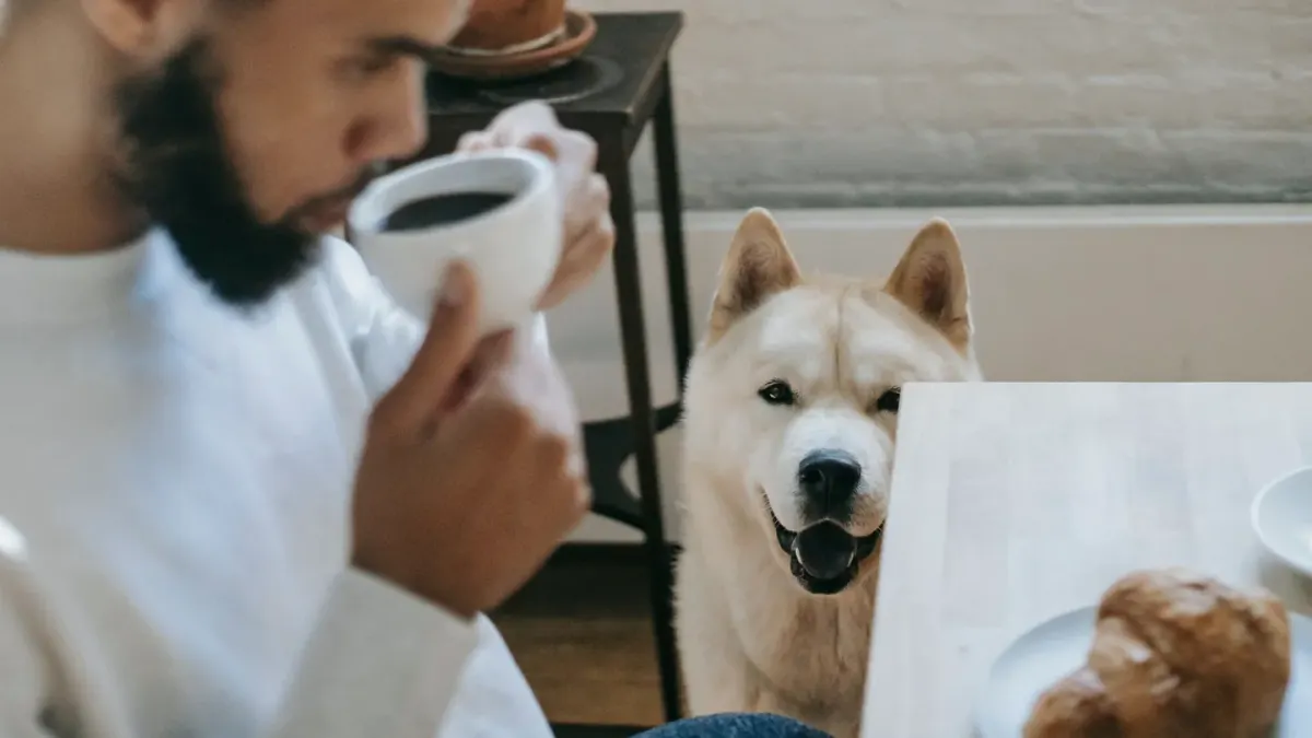 Dog owner preparing a meal