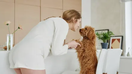 Dog owner preparing a meal