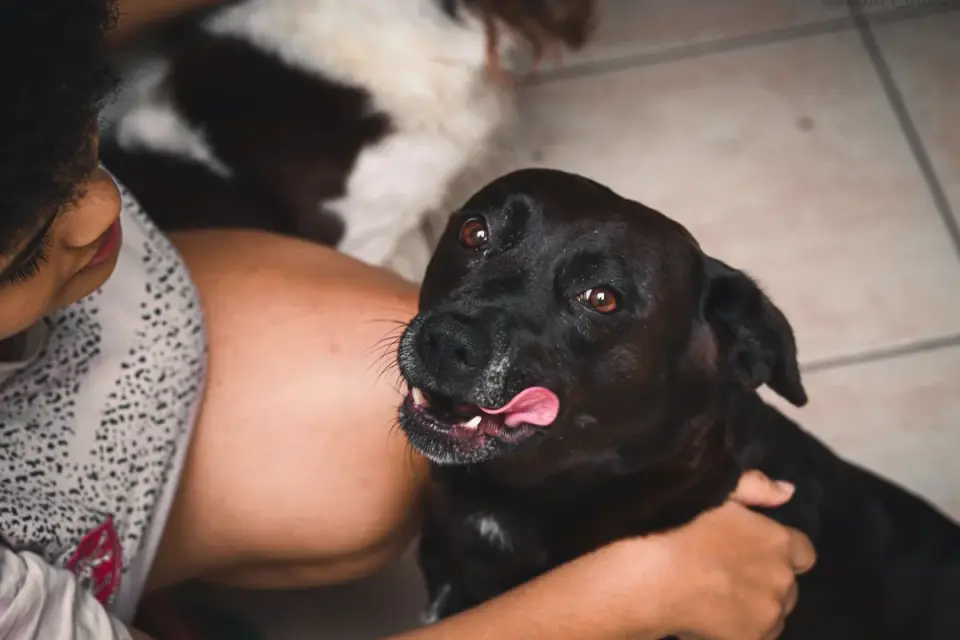 Dog owner preparing a meal