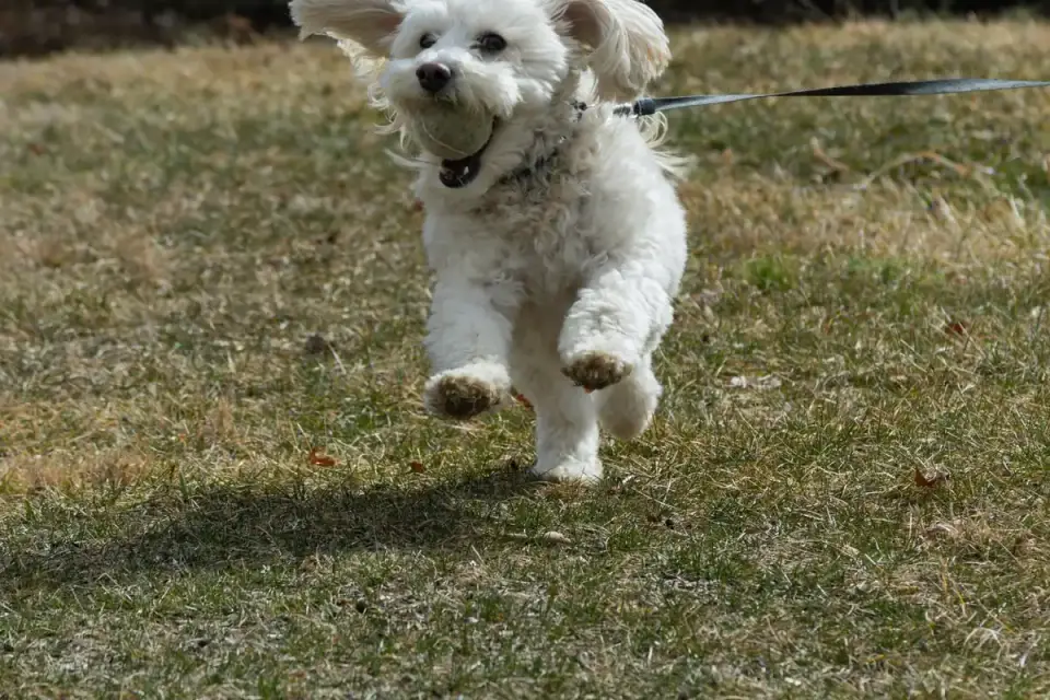 Dog playing grass