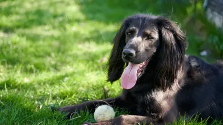 Dog playing grass