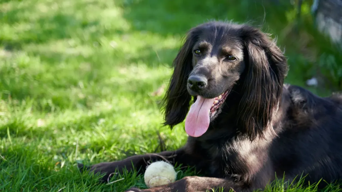 Dog playing grass