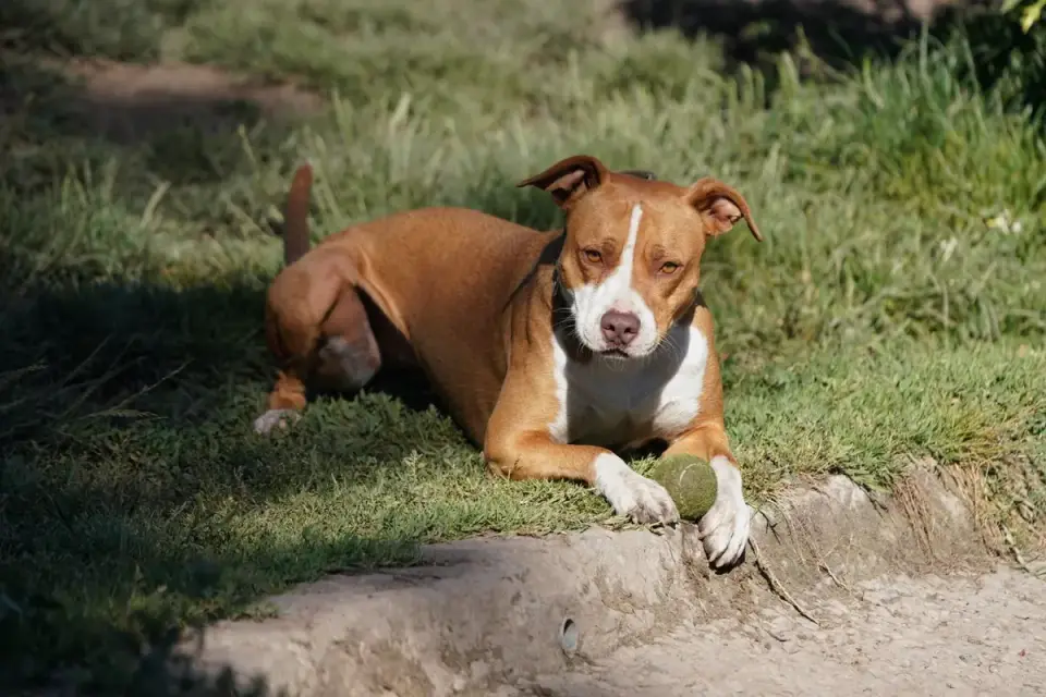 Dog playing grass