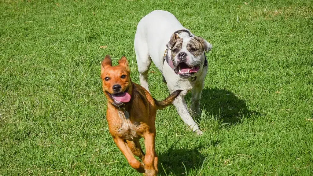 Dog playing grass