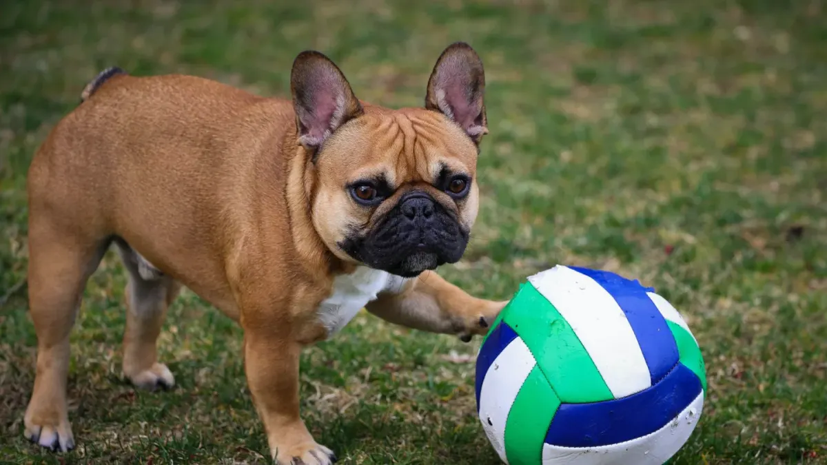 Dog playing grass