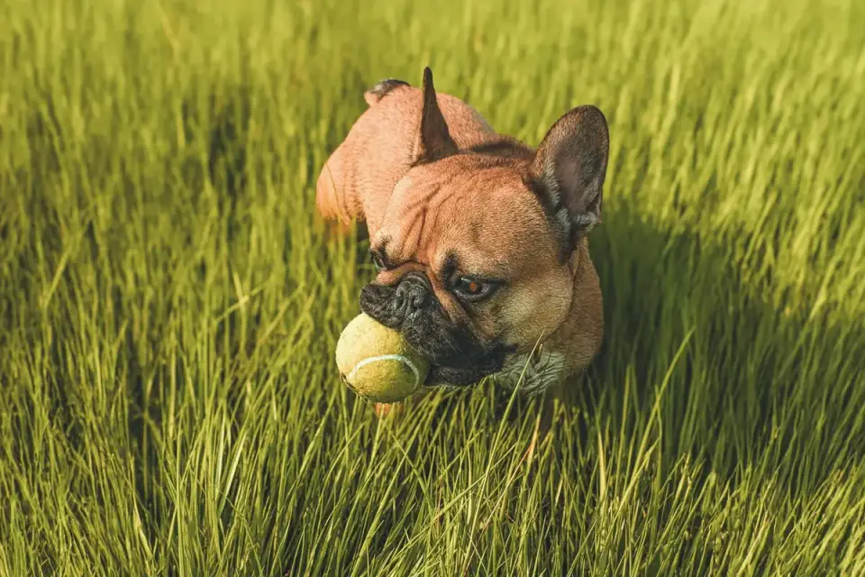 Dog playing grass