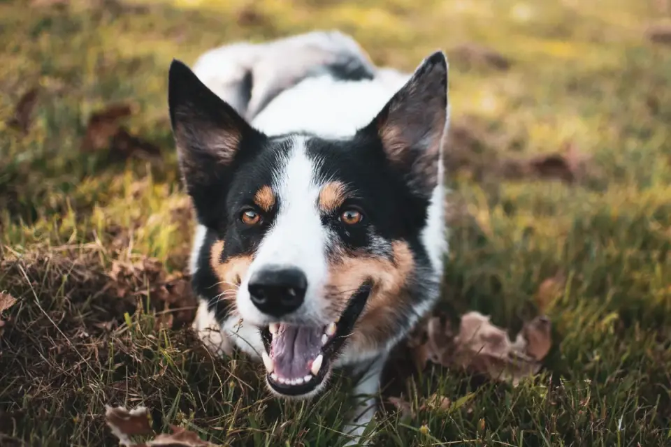 Dog playing in autumn leaves