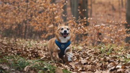Dog playing in autumn leaves