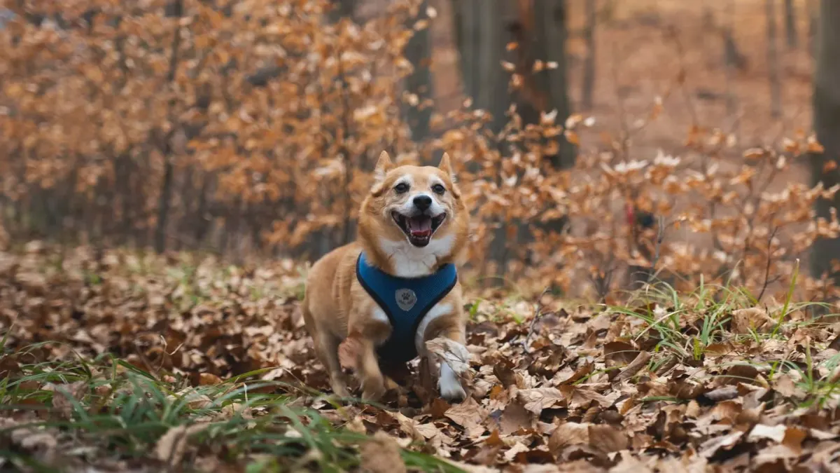 Dog playing in autumn leaves