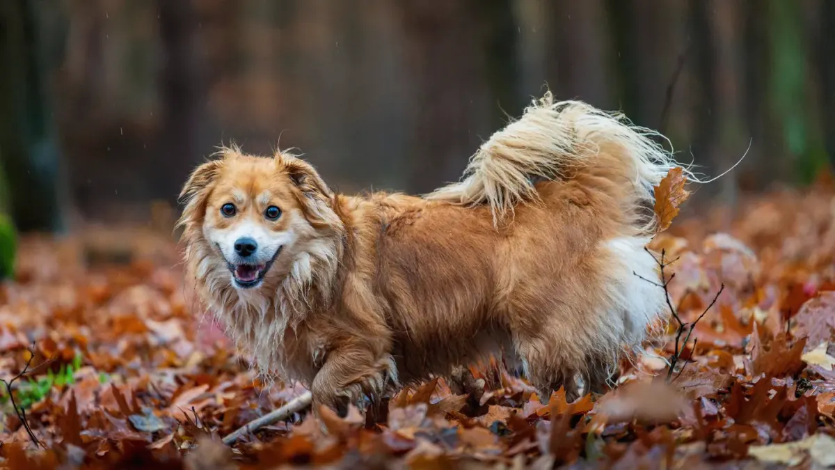 Dog playing in autumn leaves