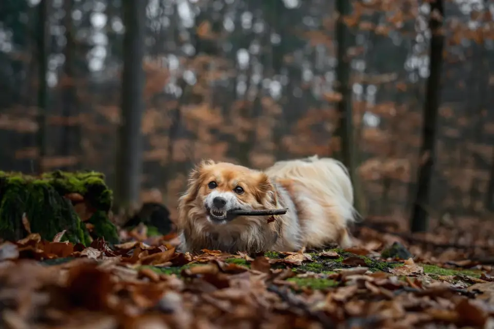 Dog playing in autumn leaves