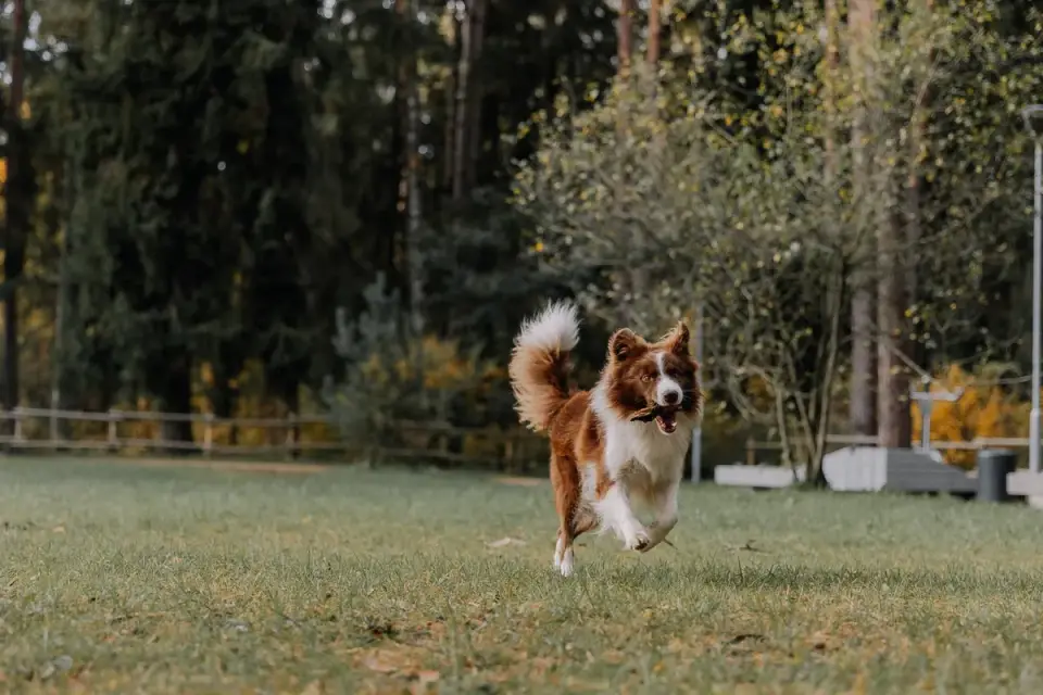 Dog playing in autumn leaves