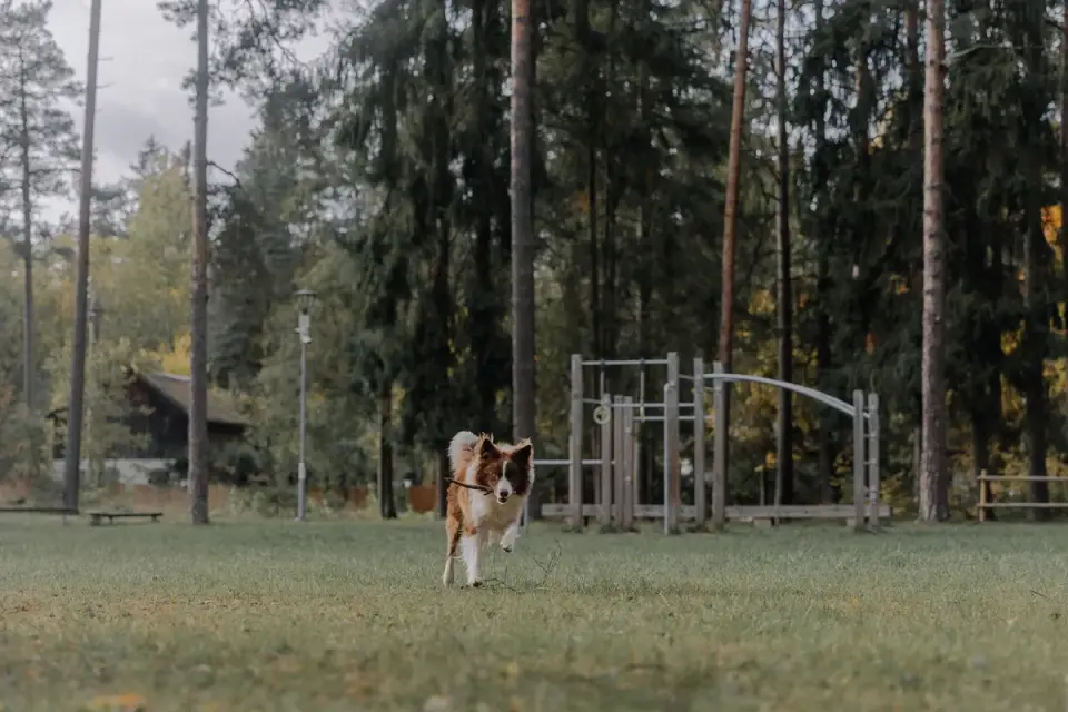 Dog playing in autumn leaves