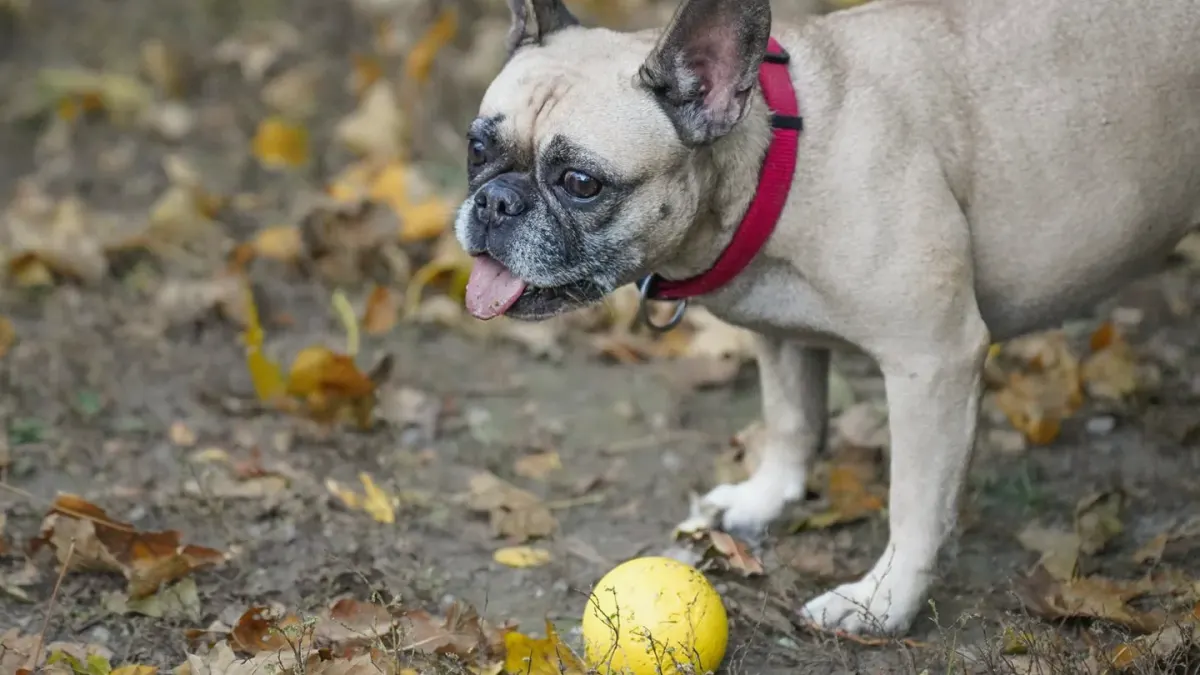 Dog playing in autumn leaves