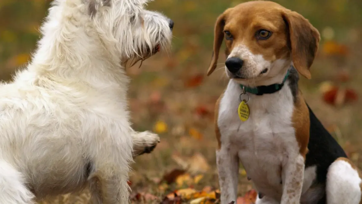 Dog playing in autumn leaves