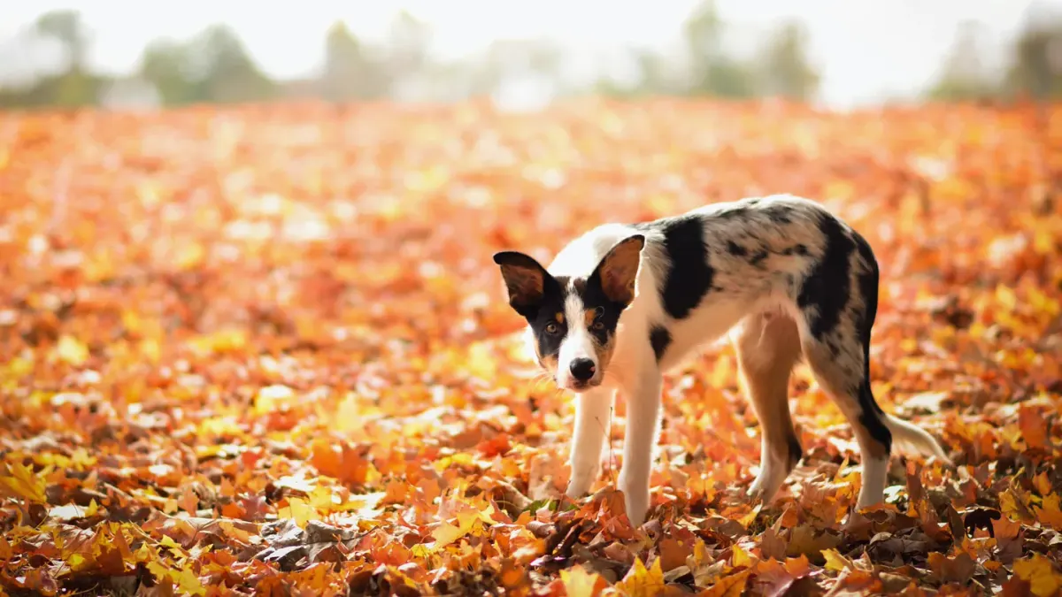 Dog playing in autumn leaves
