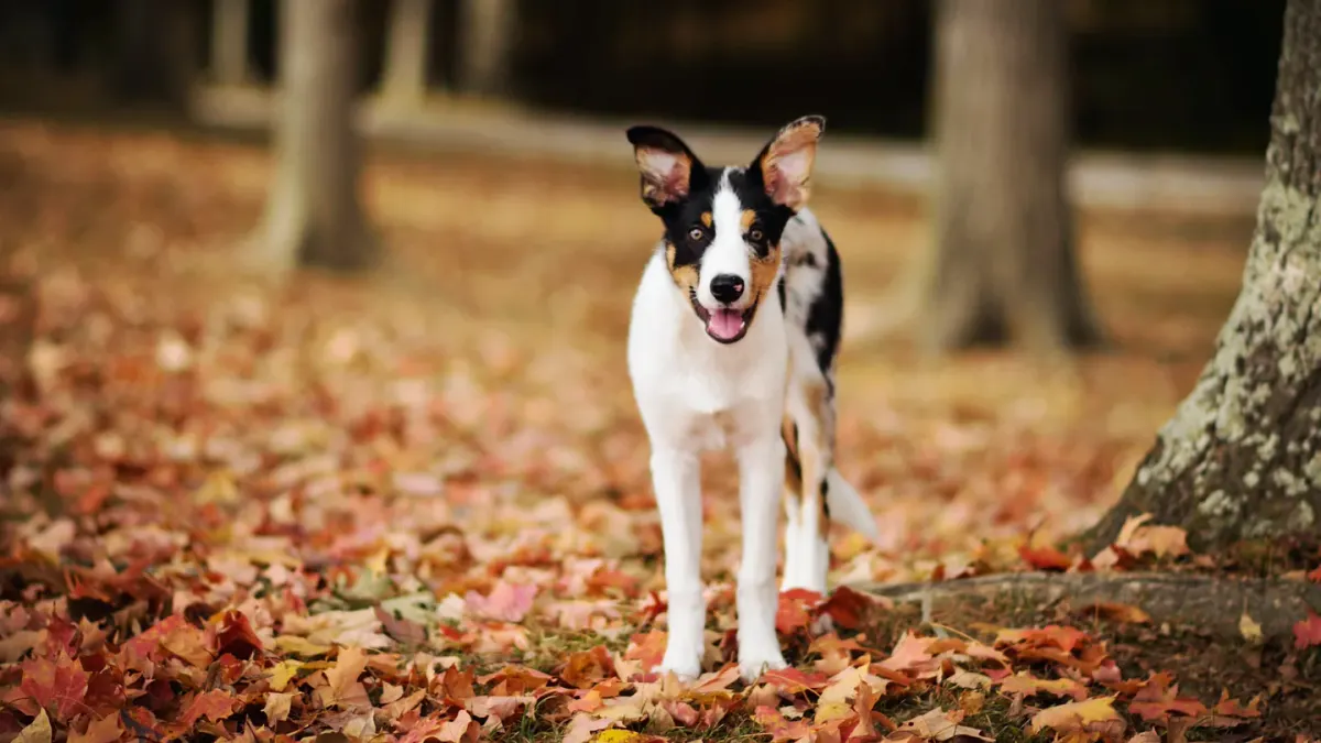 Dog playing in autumn leaves