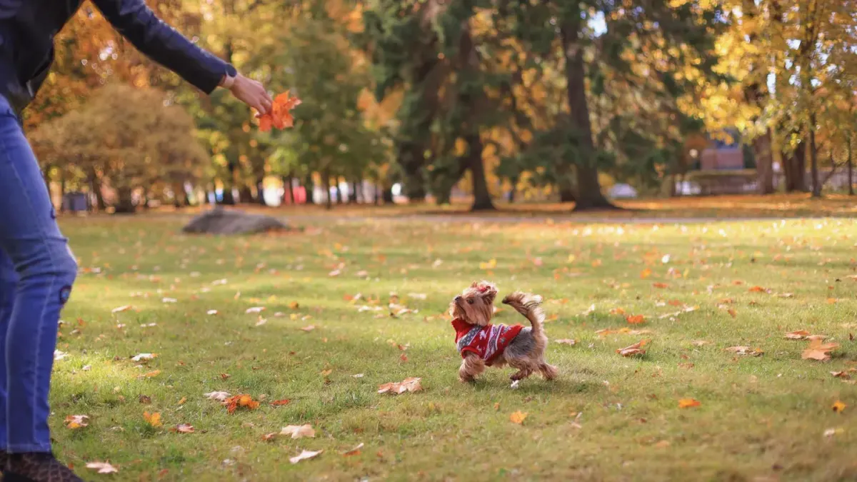 Dog playing in leaves