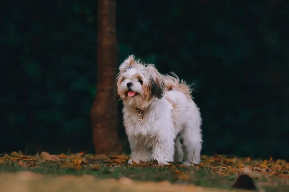 Dog playing in leaves