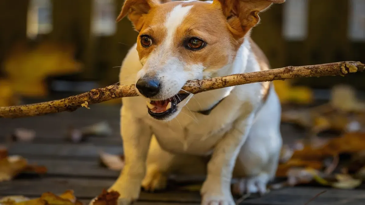 Dog playing in leaves