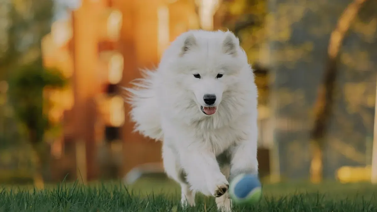 Dog playing outdoors