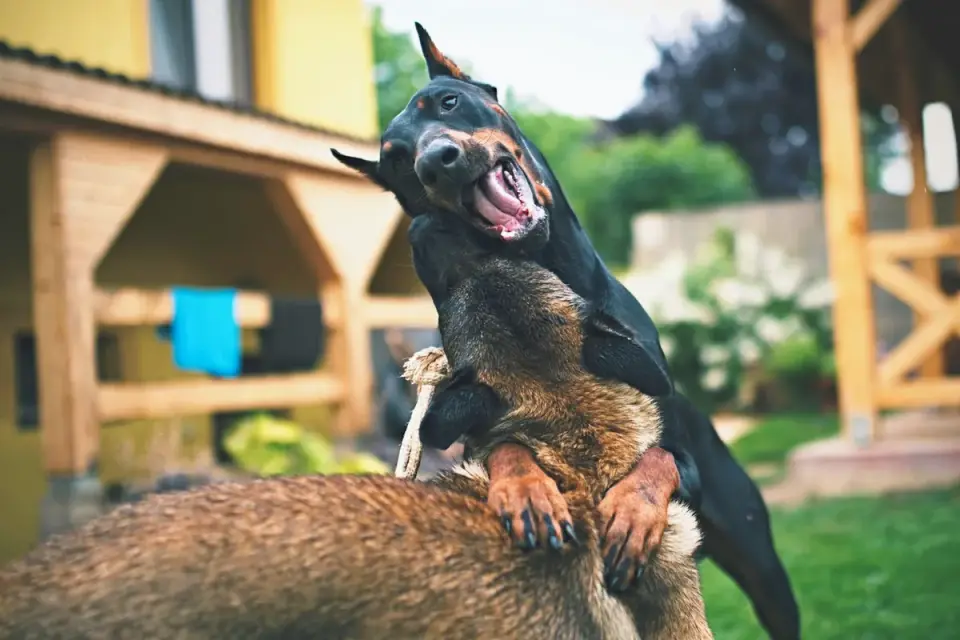Dog playing outdoors