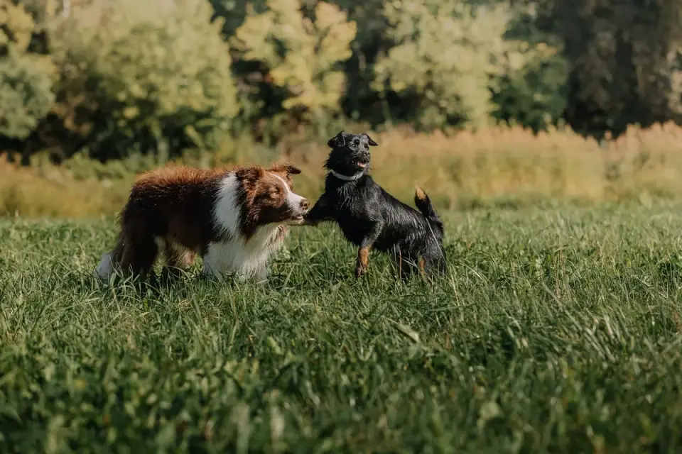 Dog playing outdoors