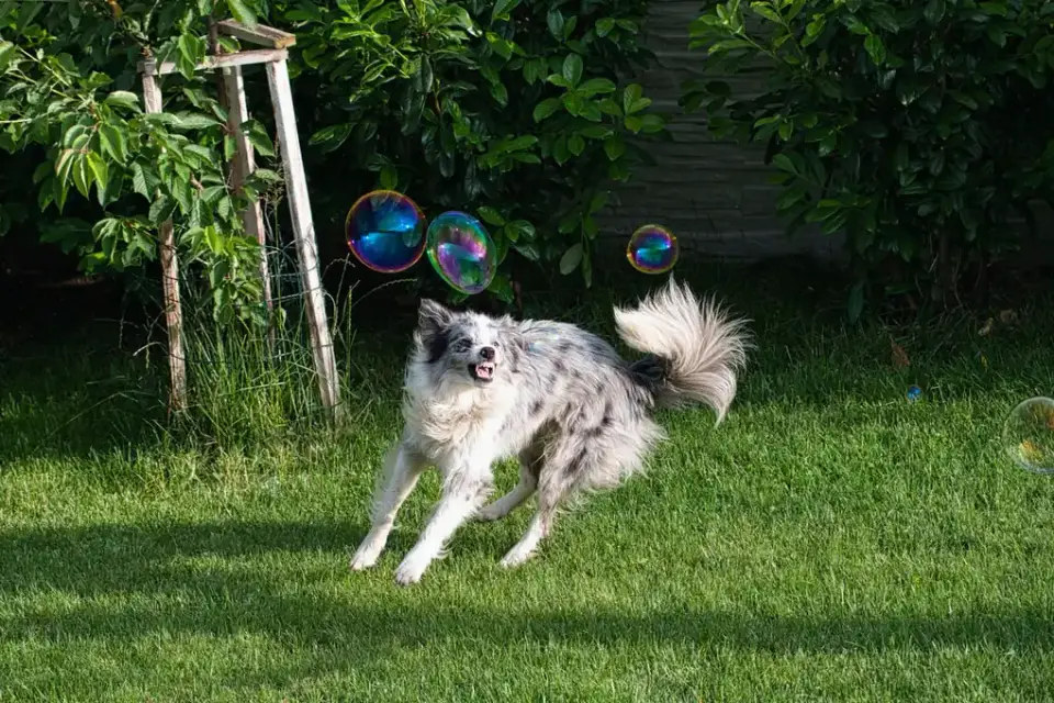 Dog playing outdoors
