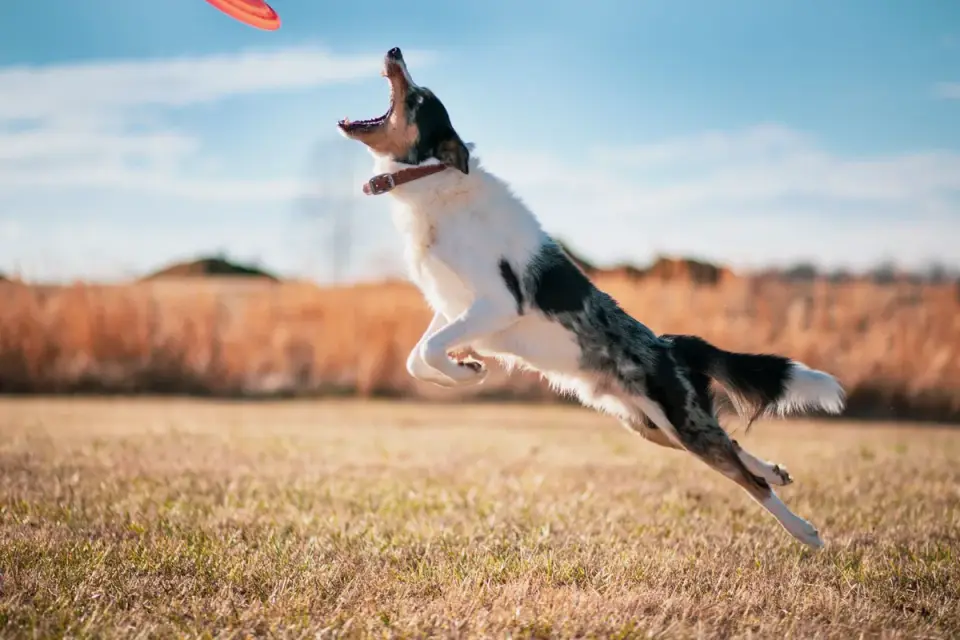 Dog playing outdoors