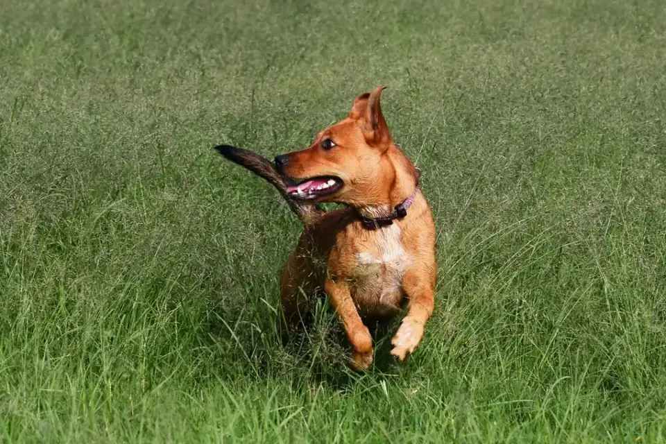 Dog playing outdoors