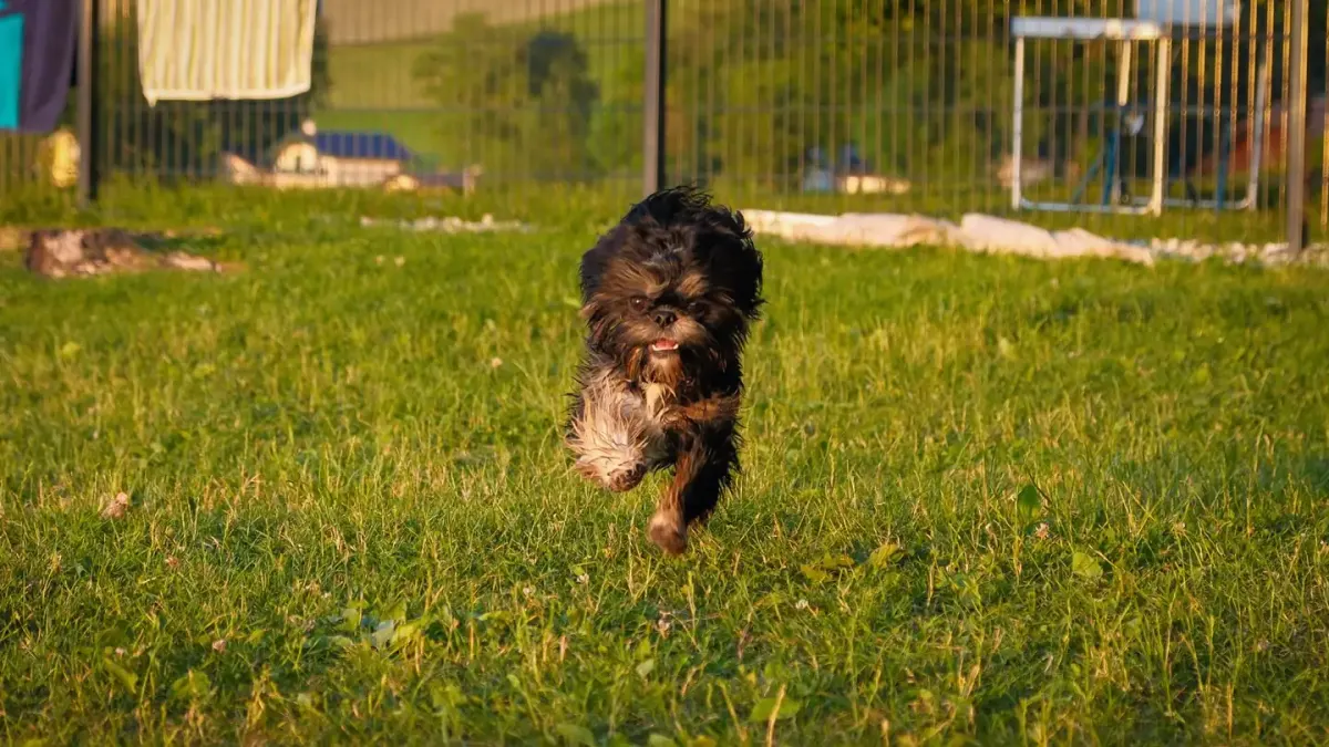 Dog playing outdoors