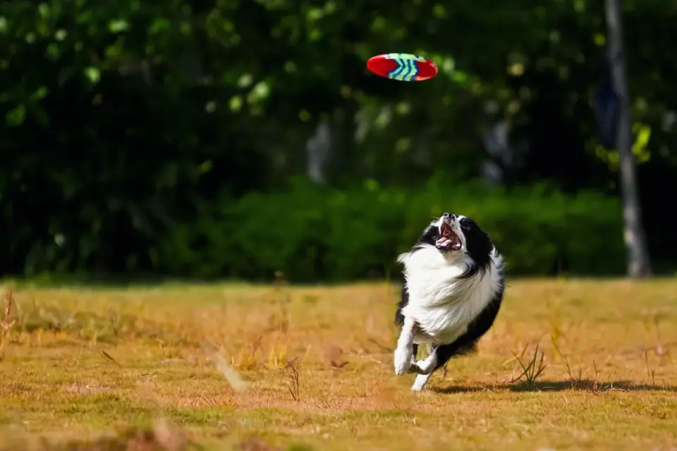 Dog playing outdoors