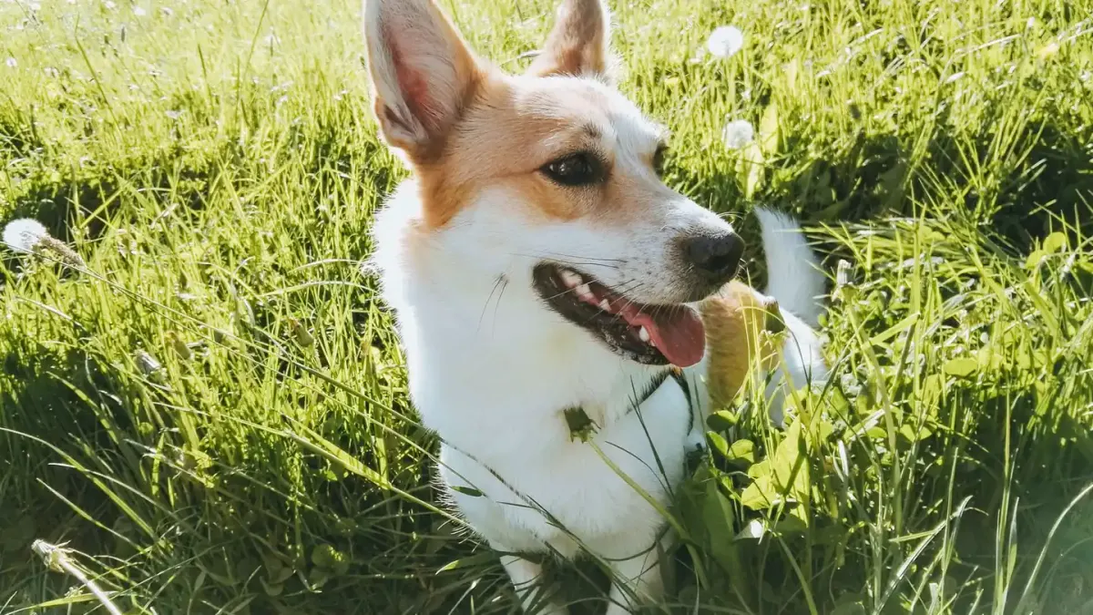 Dog playing outdoors