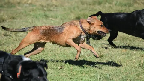 Dog playing outdoors