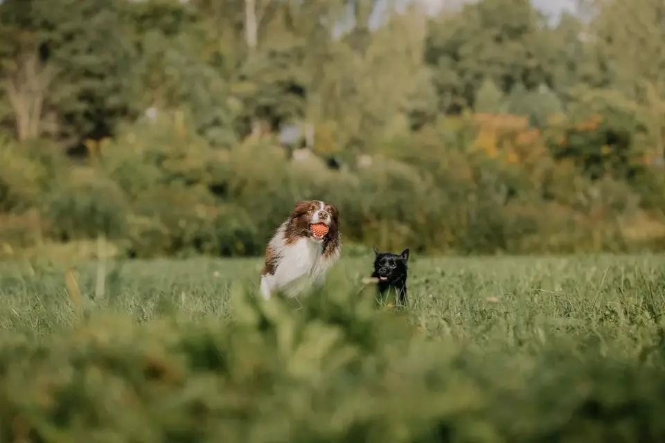 Dog playing outdoors