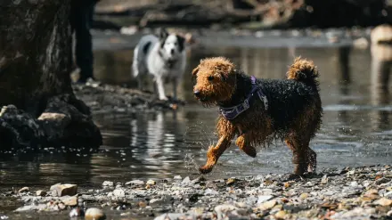 Dog playing outdoors