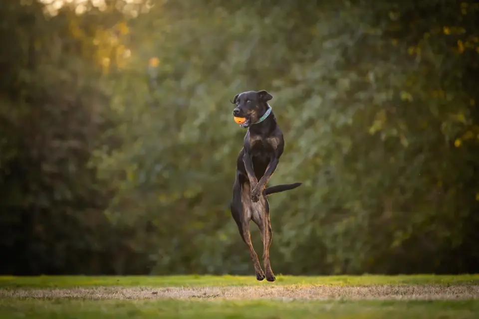 Dog playing with a ball