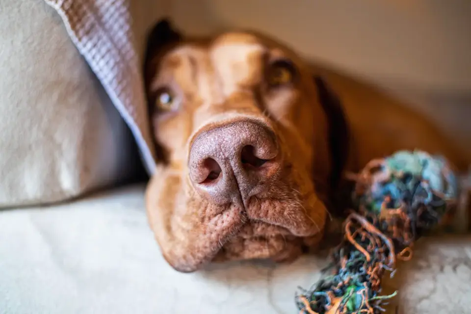 Dog resting after a walk