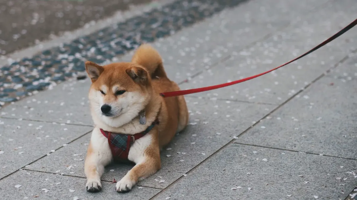 Dog resting after a walk