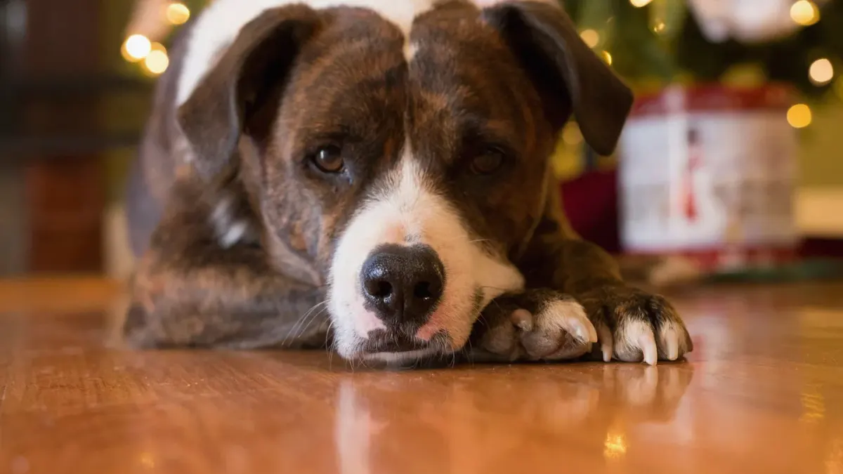 Dog resting after walk home