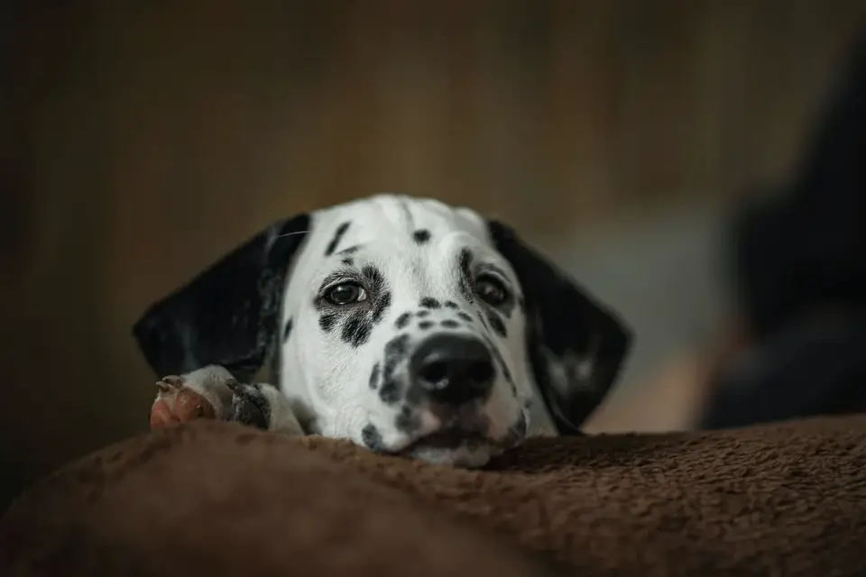 Dog resting at home