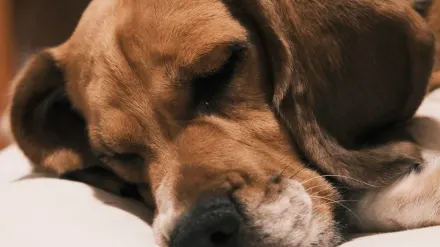 Dog resting at home