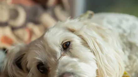 Dog resting at home