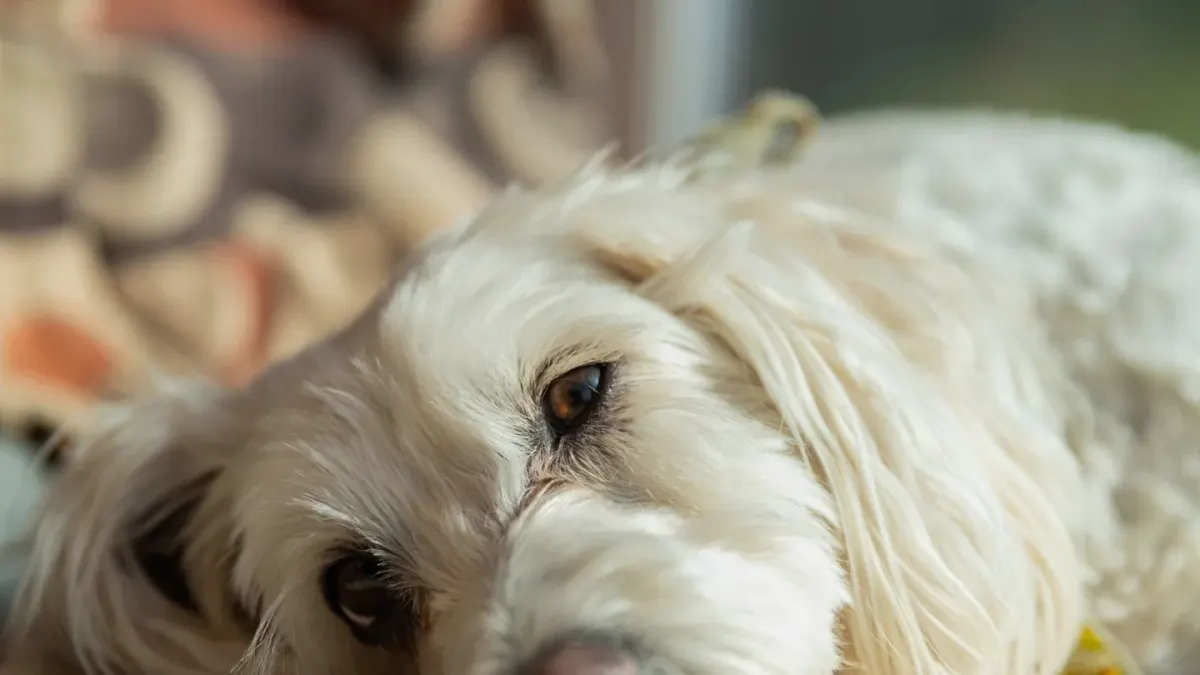 Dog resting at home