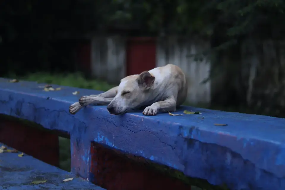 Dog resting at home