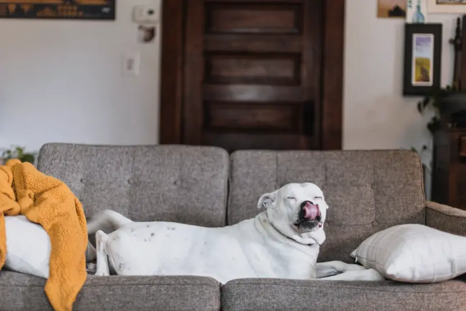 Dog resting at home