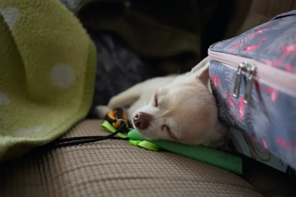 Dog resting at home